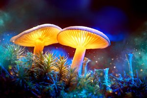 magic mushroom retreats