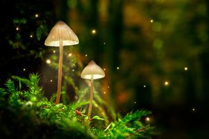 magic mushroom retreat