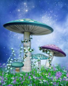 image magic mushroom retreat